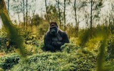 Article Image for Face to Face with Giants: Trekking to See Mountain Gorillas in the Wild