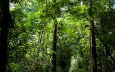 Article Image for From Andes to Amazon: Trekking and Jungle Exploration in Peru