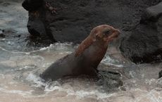 Article Image for Swimming with Shadows: Encounters in the Galapagos