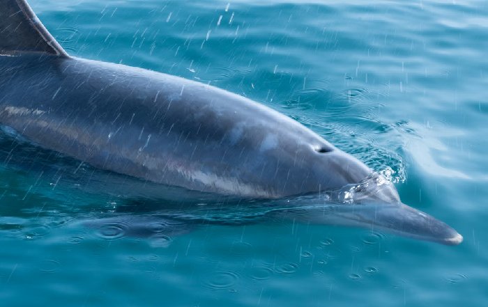 Article Image for Trainer for a Day: Behind the Scenes with Dolphins in Honduras